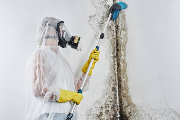 Attic Mold Removal in Clarks Green, PA