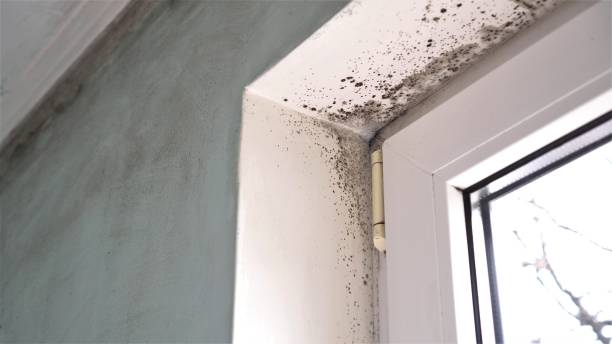 Best Toxic Mold Removal  in Clarks Green, PA