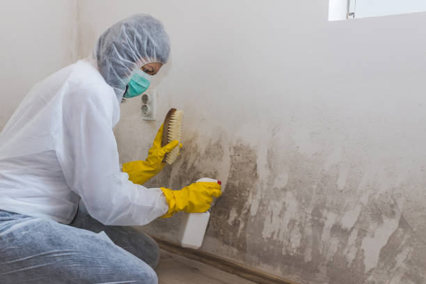 Best Best Mold Removal Companies  in Clarks Green, PA