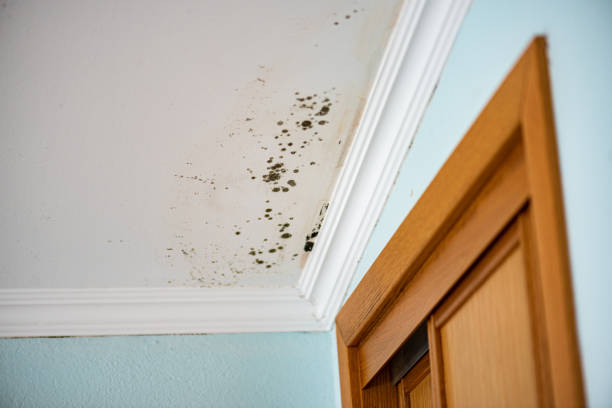 Home Mold Removal in Clarks Green, PA