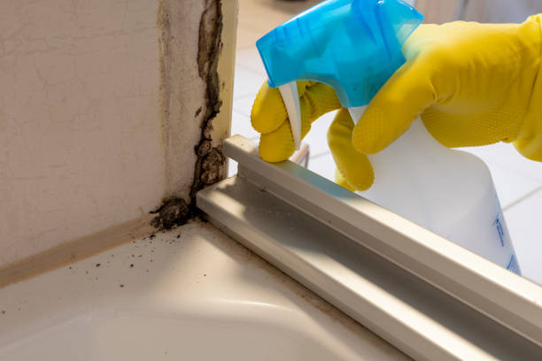 Best Black Mold Removal  in Clarks Green, PA