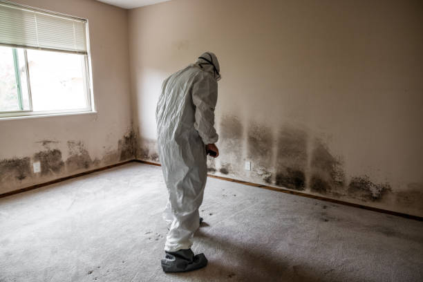 Best Office Mold Removal Services  in Clarks Green, PA
