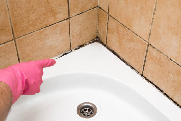 Best Attic Mold Removal  in Clarks Green, PA